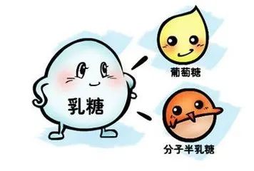 乳糖酶是什么？？？缺乏乳糖酶有四大危害！！！！